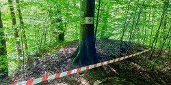 UWAGA! Szerszenie przy czerwonym szlaku w Ba�antarni