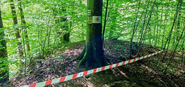 UWAGA! Szerszenie przy czerwonym szlaku w Baantarni
