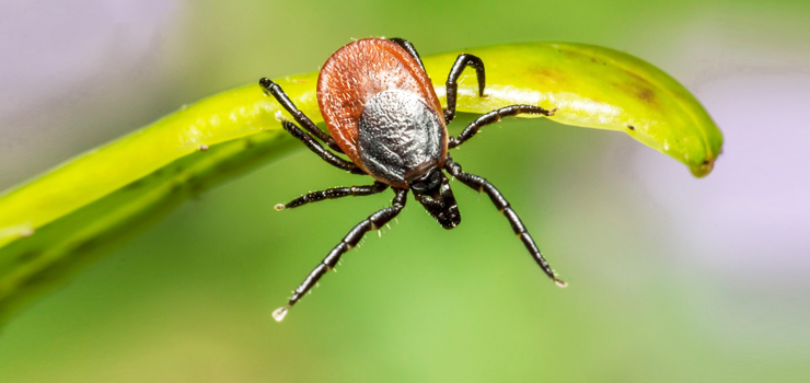 "Wśród elblążan wzrosło zaniepokojenie występowaniem kleszczy w mieście"