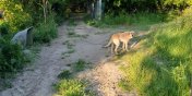 Interwencja nieopodal Elbląga: Zgłoszenie dotyczyło psa, który stoi bez budy, bez żadnego schronienia