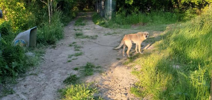 Interwencja nieopodal Elbląga: Zgłoszenie dotyczyło psa, który stoi bez budy, bez żadnego schronienia