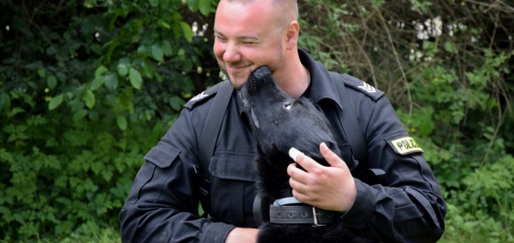 Dwuletni owczarek niemiecki zdobył "tytuł" psa patrolowo-tropiącego