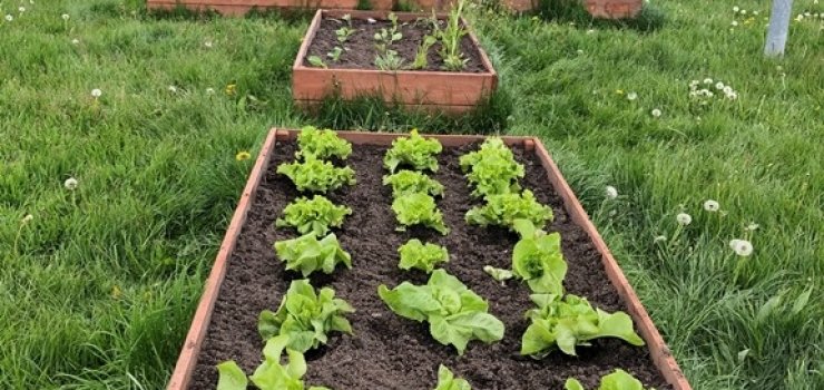 "Miejski warzywniak" w parku im. Bolesława Nieczuja- Ostrowskiego