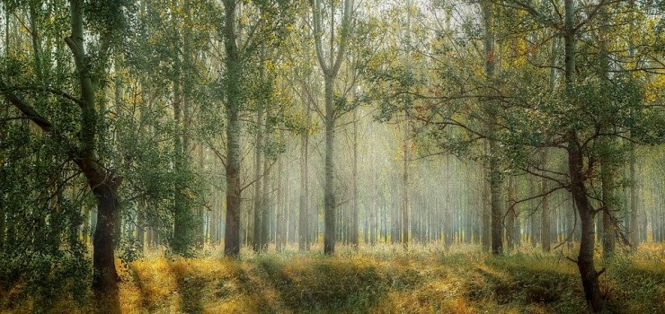 Jedno dziecko – jedno drzewo