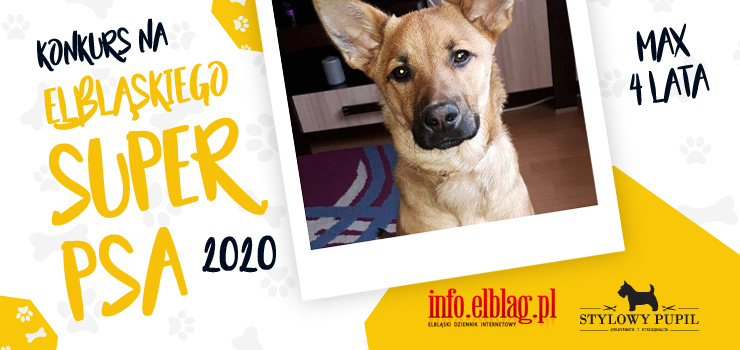 Internauci zdecydowali - tytuł "Elbląskiego Super Psa 2020" trafia do 4-letniego Maxa!