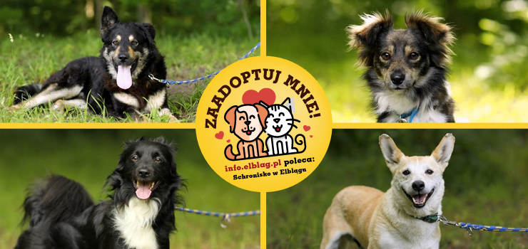 Poznaj podopiecznych elbląskiego schroniska (cz.2)