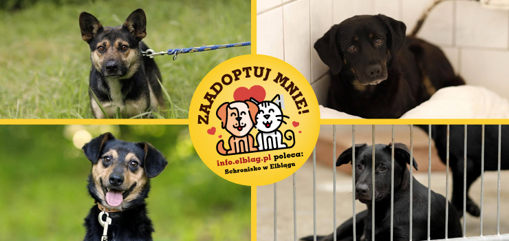 Poznaj podopiecznych elbląskiego schroniska (cz.3)