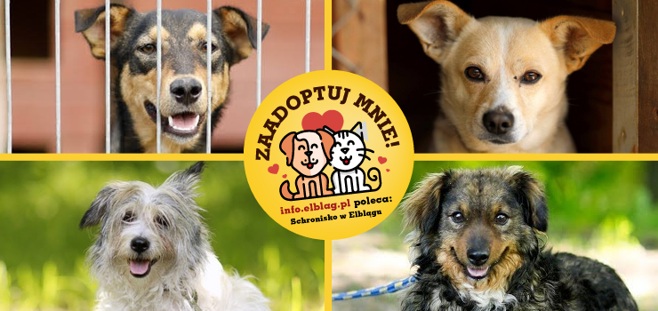 Poznaj podopiecznych elbląskiego schroniska (cz.5)