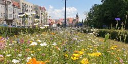 Trwa Plebiscyt na najpi�kniej ukwiecone miasto w Polsce. Zag�osuj na Elbl�g