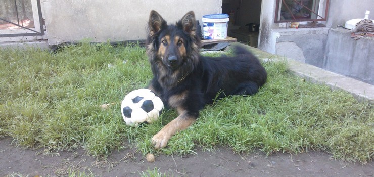 Elbląski sąd ukarał panią Ewę za szczekanie jej psa. "Obawiam się, że to może być precedens"