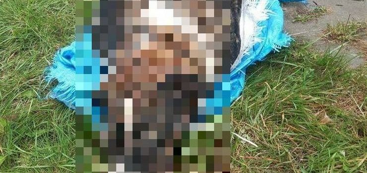 Pasłęk: 19-latek zatrzymany za zabicie psa