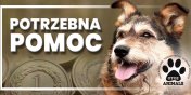 Elblskie schronisko potrzebuje pomocy! "Pomcie nam pomaga"