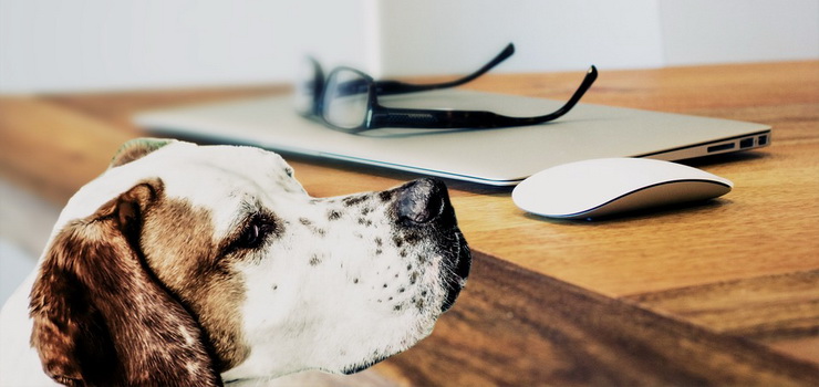 Masz czworonoga, a jesteś objęty kwarantanną? Akcja "Pies w koronie" działa również w Elblągu