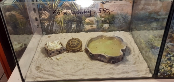 Nielegalna sprzeda egzotycznych zwierzt w elblskim sklepie zoologicznym