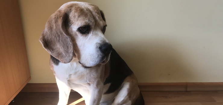 Zagin 11-letni piesek rasy Beagle (aktualizacja: piesek wrci do domu) 
