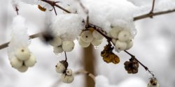 Zima w Elbl�gu. �nieg przykry� codzienn� szaro��