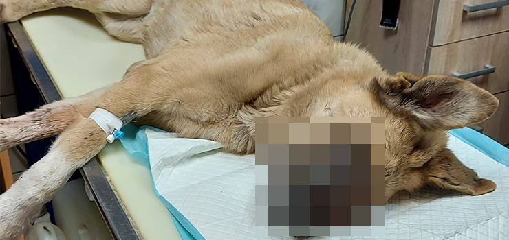 Interwencja na ul. Panieskiej. "Zacza si walka o ycie suni" (uwaga - drastyczne zdjcia)