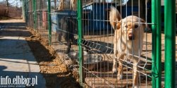 Elbl�g: 1 mln z� na prowadzenie schroniska. W tym roku na bezdomne zwierzaki wydamy wi�cej