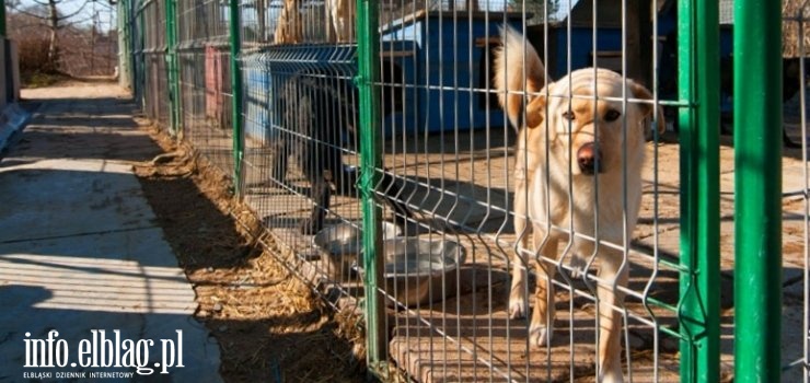 Elbląg: 1 mln zł na prowadzenie schroniska. W tym roku na bezdomne zwierzaki wydamy więcej