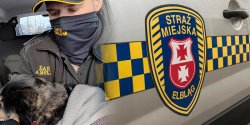 Interwencja funkcjonariuszy SM: Uratowany pies i �ab�d�