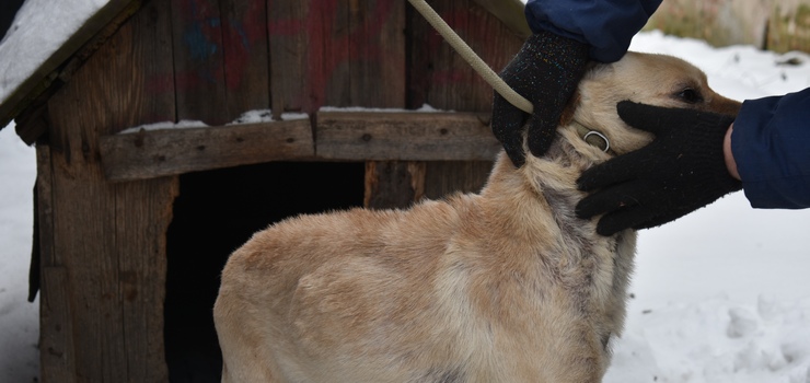 Policjanci interweniowali w sprawie psa. Zwierzę trafiło do schroniska