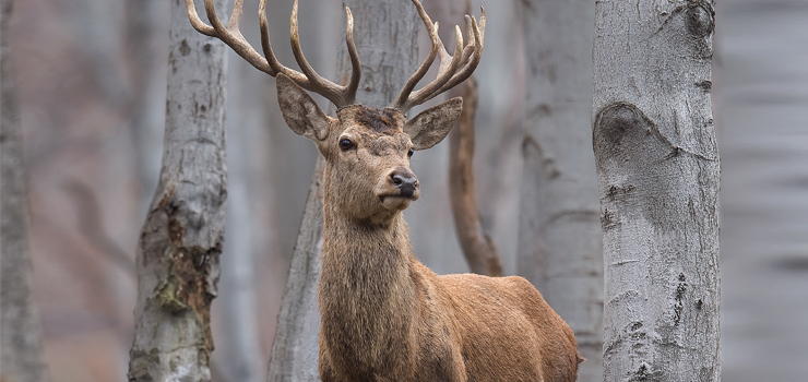 Stop nieetycznym zbieraczom poroża