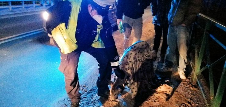 Elbląg: Taksówkarz potrącił koziołka i odjechał