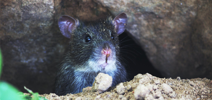 Obowiązkowa deratyzacja