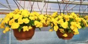 Najpikniejsze kwiaty na balkon lub do ogrodu tylko z Ogrodnictwa Piotra Zimiskiego