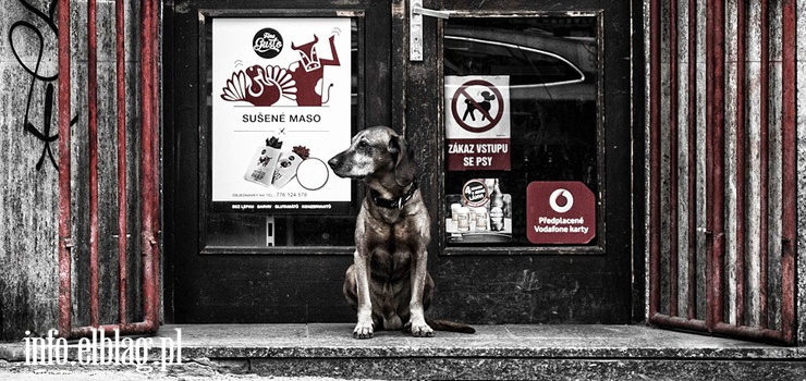 Dostaniesz mandat za zostawianie psa "na chwilę" pod sklepem czy pójście z nim na spacer bez smyczy?