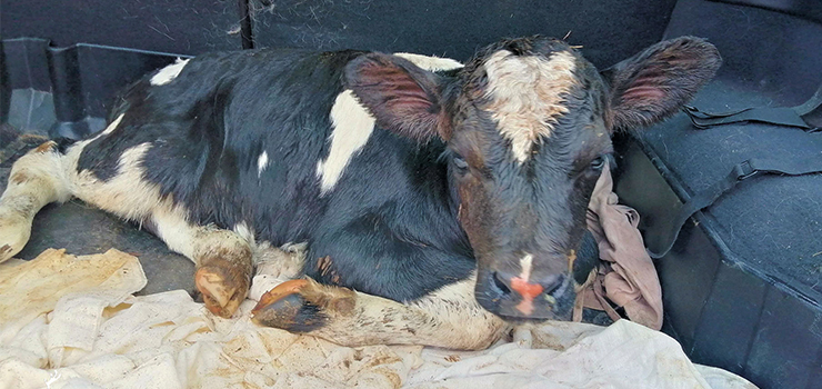 Podczas kontroli znaleziono ledwo żywego cielaczka. "Gospodarz wyrzucił go na kupę obornika"