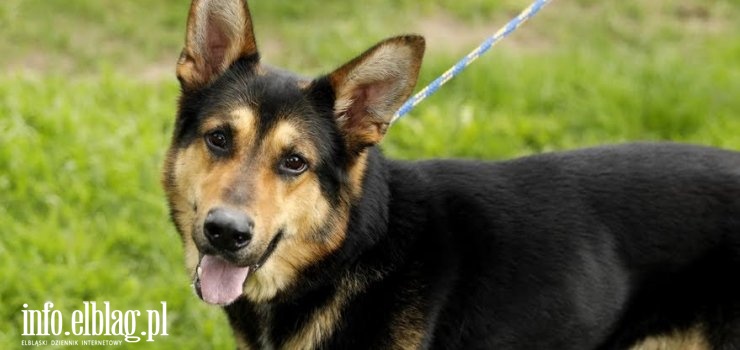 Od 10 kwietnia wyższe mandaty dla właścicieli zwierząt