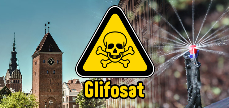 W Elblgu stosuje si grony glifosat? "Warto uwiadamia mieszkacw"
