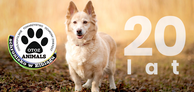 OTOZ Animals Schronisko w Elblągu ratuje zwierzęta od 20 lat! - zobacz film z interwencji