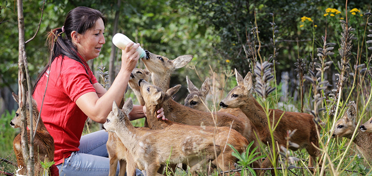 Potrzebne mleko dla podopiecznych Ośrodka w Jelonkach (zobacz film z karmienia)