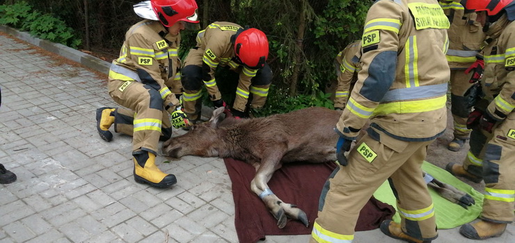 Po Elblągu znowu biegał łoś. "Musieliśmy działać szybko"