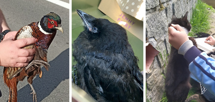 Straż Miejska na pomoc zwierzętom