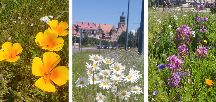 Zakwitły kwietne łąki