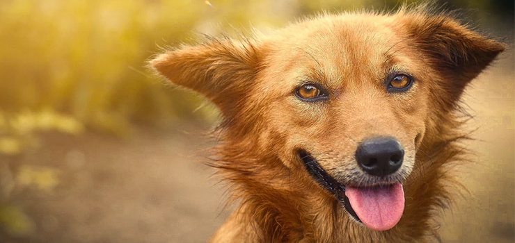 „Musimy być gotowi na powrót upałów”. Wystarczy 40 zł, by przynieść ulgę psom ze schroniska!(film)