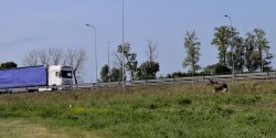 Po drodze S7 biega� m�ody �o�. "Pod rozp�dzon� ci�ar�wk� wbieg�a samica �osia"