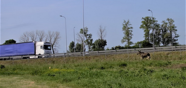 Po drodze S7 biegał młody łoś. "Pod rozpędzoną ciężarówkę wbiegła samica łosia"