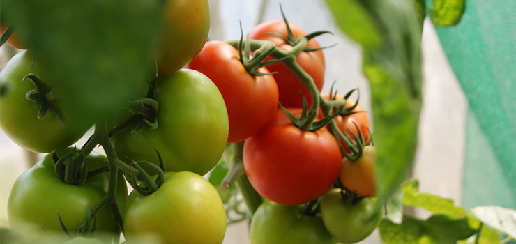 Dotacje dla Rodzinnych Ogrodów Działkowych