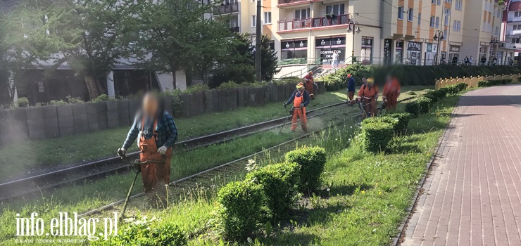 Kosić trawniki czy nie kosić? Co elblążanie sądzą na ten temat? [ankieta INFO] 