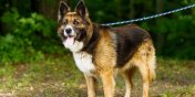 1 lipca Międzynarodowym Dniem Psa: Psy zostały związane razem sznurkiem za obroże i porzucone