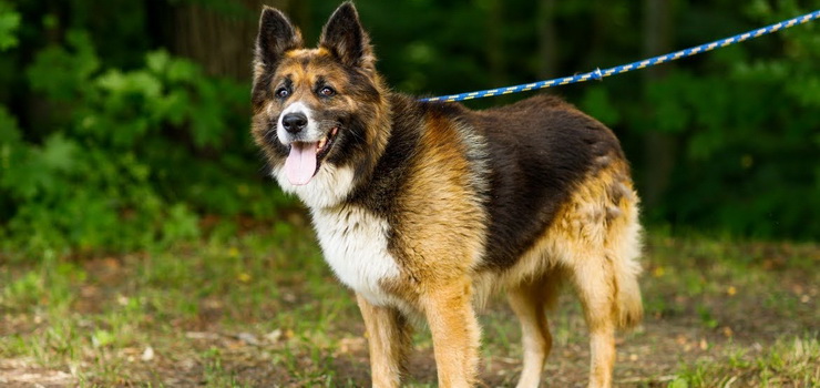 1 lipca Midzynarodowym Dniem Psa: Psy zostay zwizane razem sznurkiem za obroe i porzucone