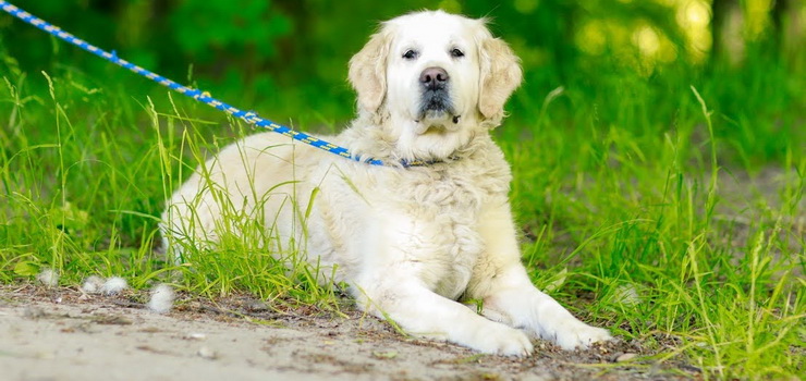 1 lipca Midzynarodowym Dniem Psa: Figa to dojrzaa suczka w typie rasy golden retriever