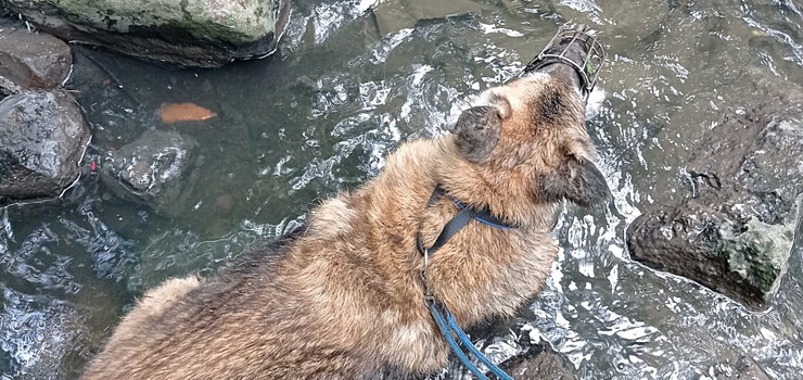 Pies nie mg wyj z wody, 81-letni waciciel nie by w stanie mu pomc