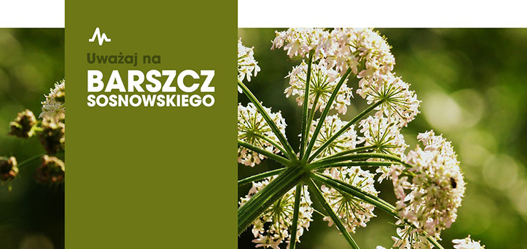 Sanepid w Elblągu informuje o barszczu Sosnowskiego