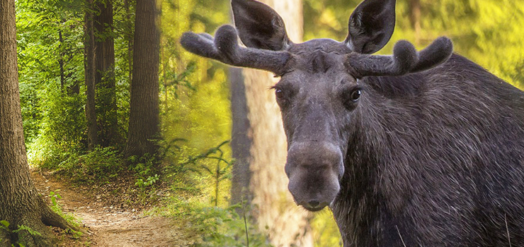 Łosie w Elblągu. Tym razem koło cmentarza Dębica - film