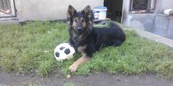 Pies szczeka� nie powinien? Elbl�ski s�d wyda� wyrok